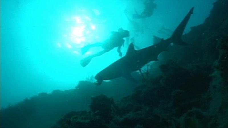 First time with "real sharks" Blue Hole - Belize