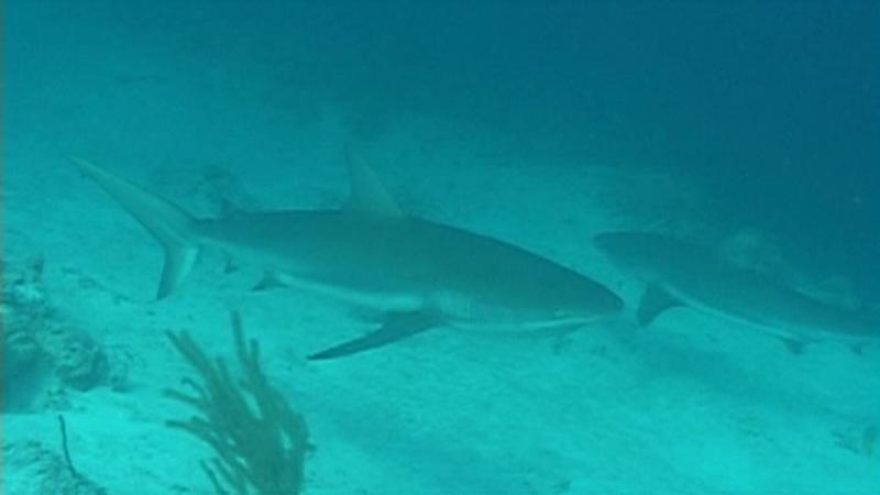 Only Nurse Sharks before this - I kept an eye on them constantly