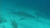 Only Nurse Sharks before this - I kept an eye on them constantly