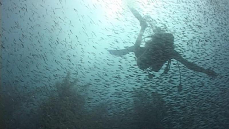 Minnow "bait ball" really neat being inside it - Belize