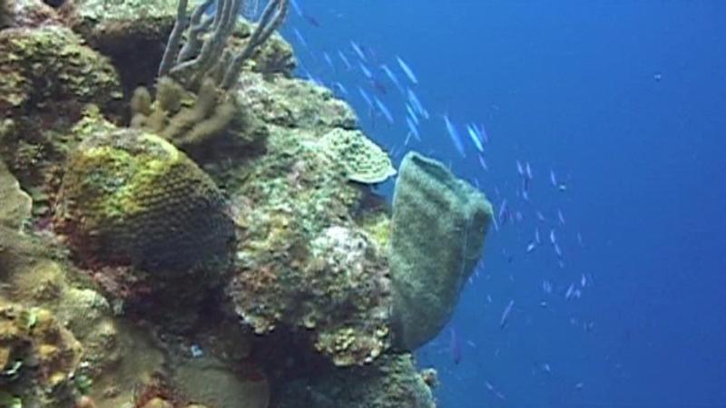 3rd dive - Belize