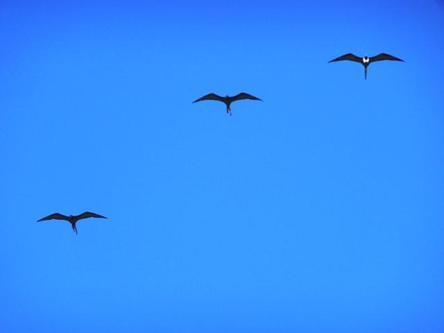 Just Some Birds - Belize