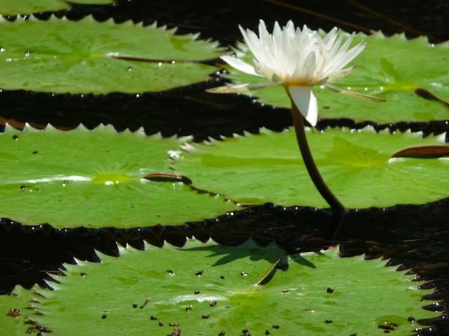 Water Lily - Belize