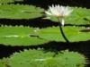 Water Lily - Belize