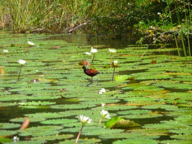 Jesus Bird (Walks on Water) - Belize