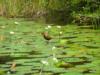 Jesus Bird (Walks on Water) - Belize