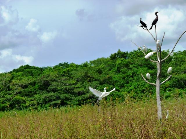 Just some birds along the river - Belize