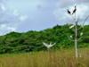 Just some birds along the river - Belize