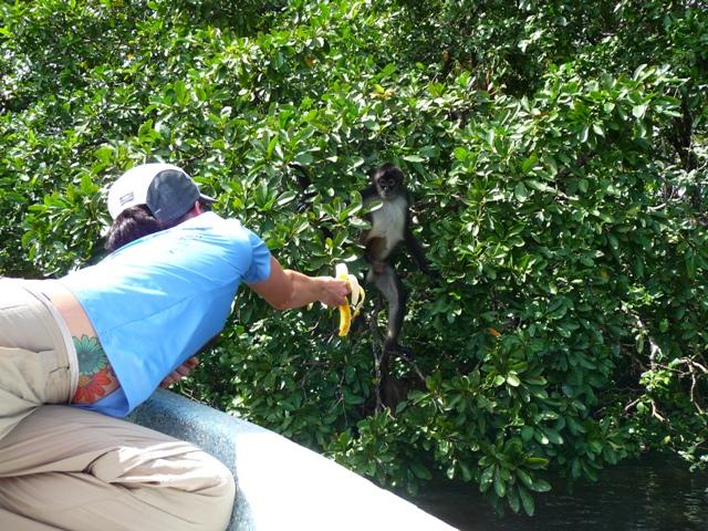 Spider Monkey along the river- Belize