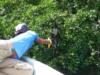 Spider Monkey along the river- Belize