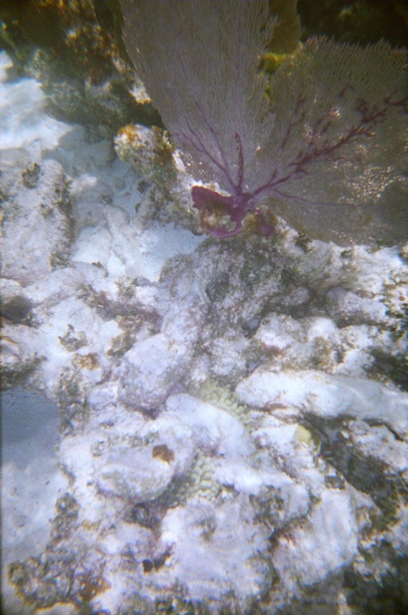 Fan Coral and Anemones