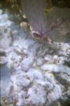 Fan Coral and Anemones