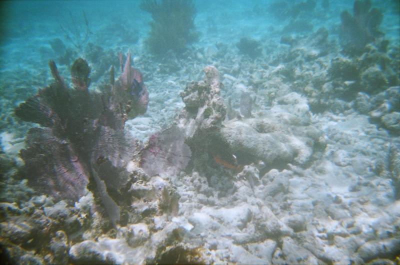 reef1