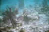 reef1