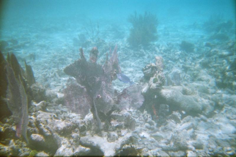 reef2