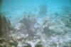 reef2