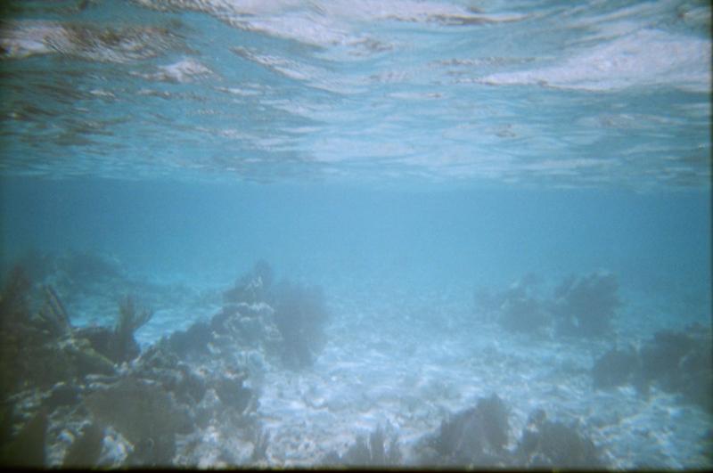 reef3