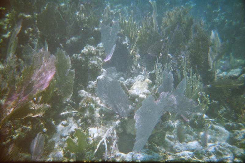 fan coral