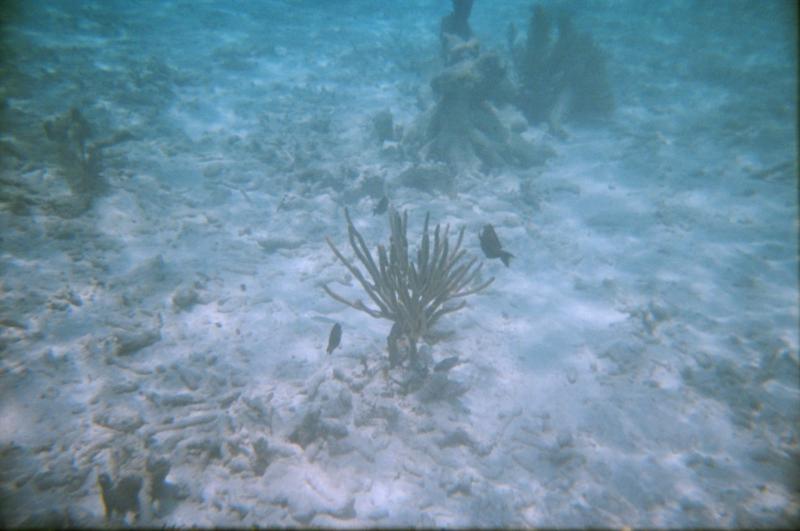 reef4