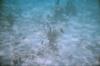 reef4