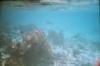 fish chasing