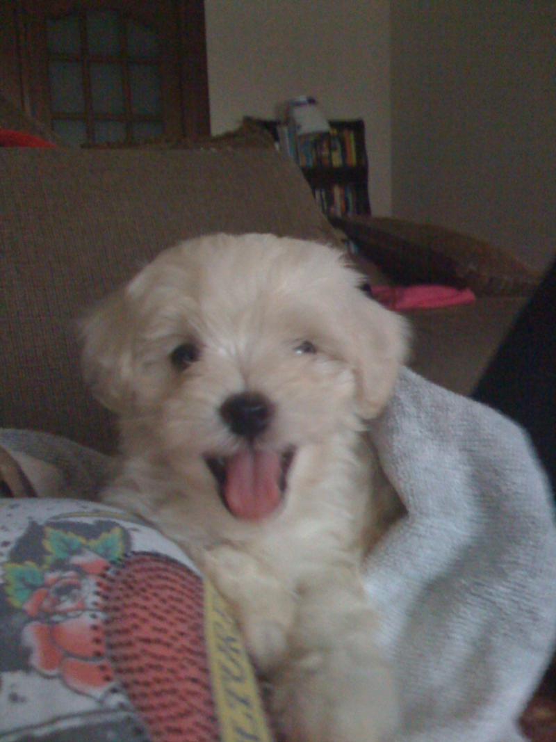 It’s my dog Sugar