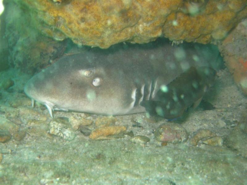 Bamboo Shark