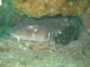 Bamboo Shark