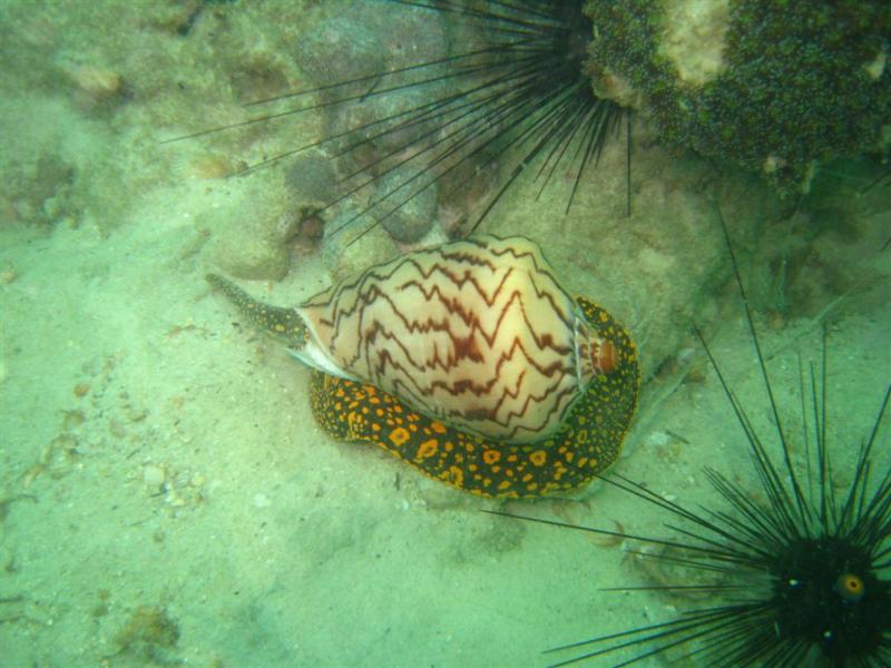 Cone Snail - Thailand