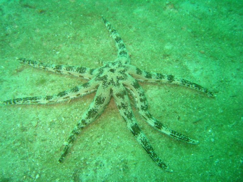 Starfish - Thailand