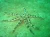 Starfish - Thailand