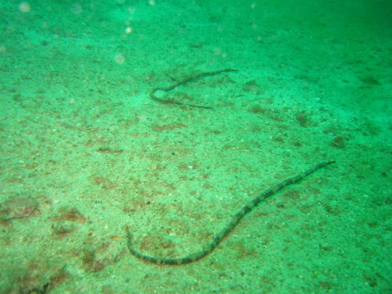 Pipefish - Thailand