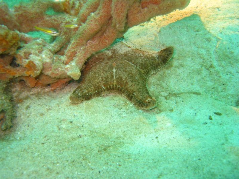 Starfish - Thailand