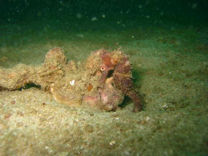 Sea Horse - Thailand