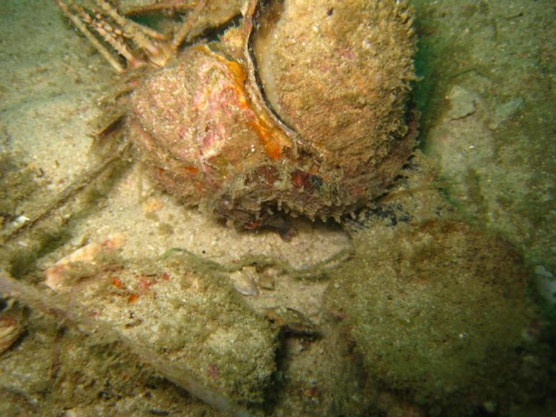 Another Sea Horse - Thailand