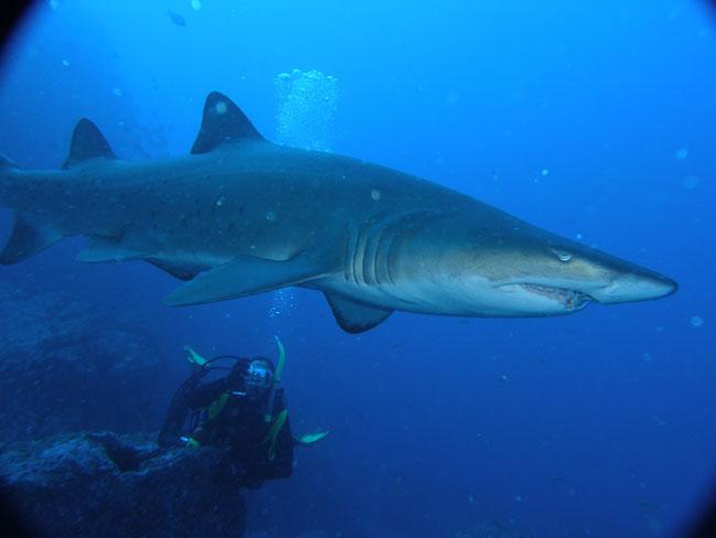 White tip shark