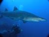 White tip shark