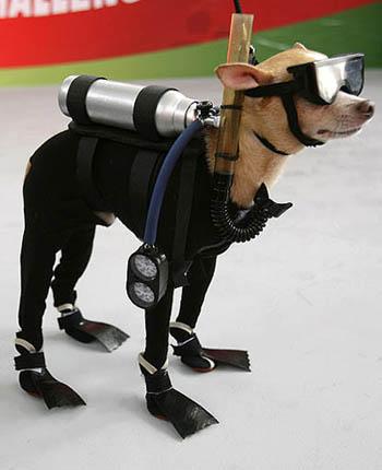 Scuba dog