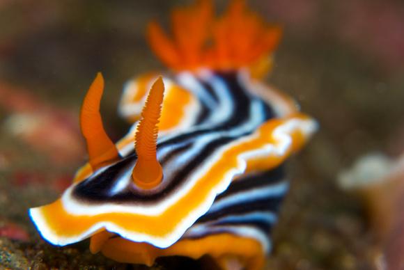 Nudi