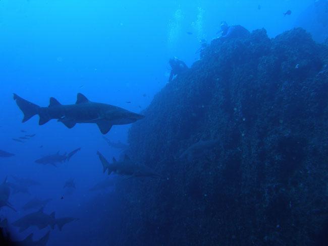 Grey nurse sharks