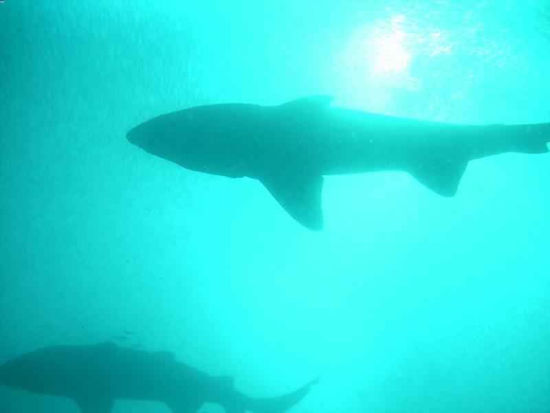 Sand tiger Sharks