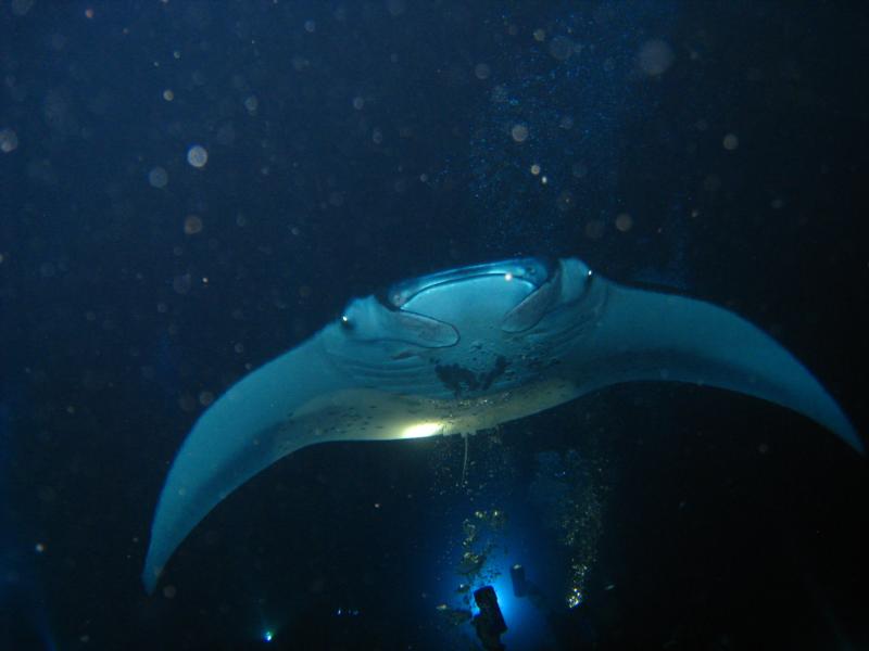 manta