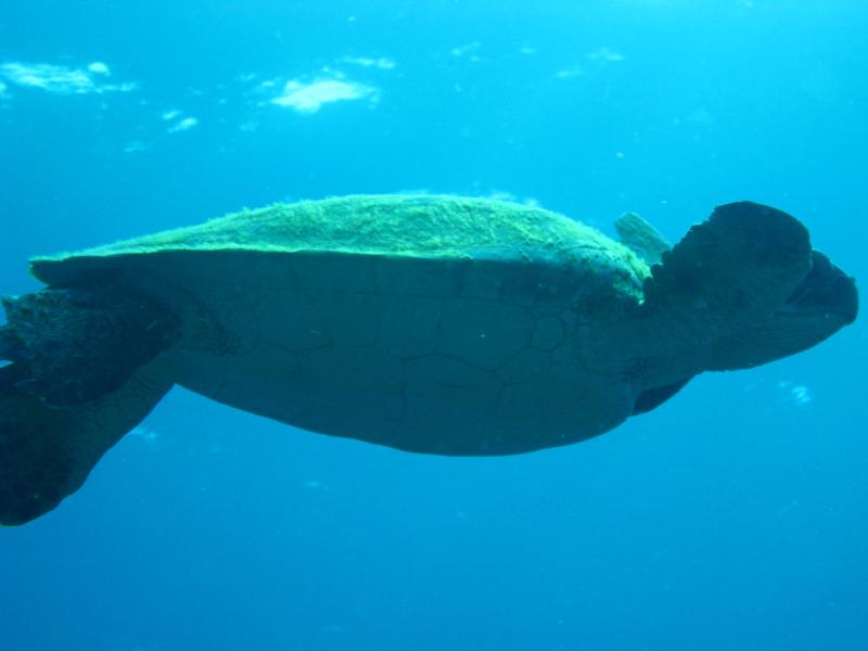 Turtle