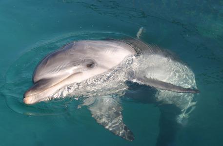 dolphin