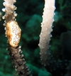 Flamingo tongue