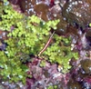 Arrow Blenny - Cayman Brac