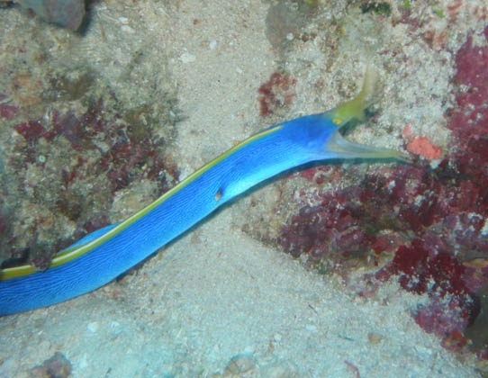 Bequa Lagoon, Fiji