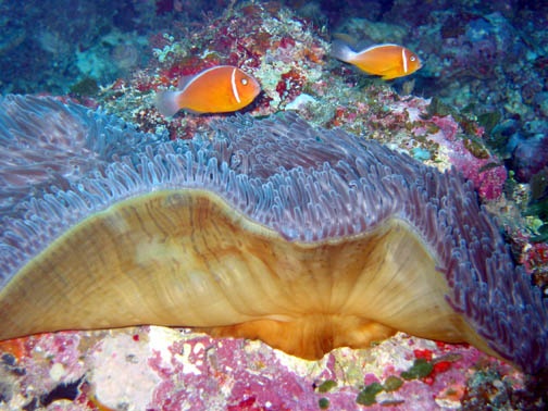 Palau, Micronesia