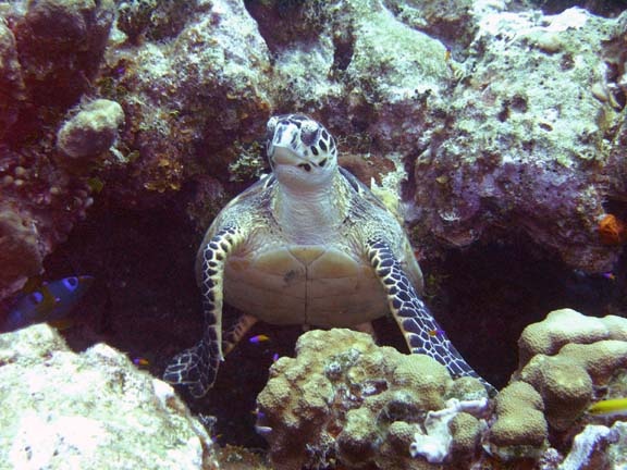 Turks and Caicos