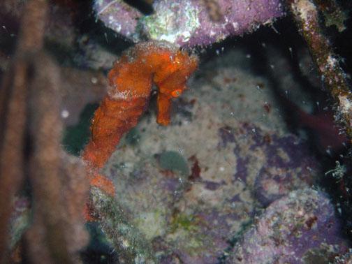 seahorse a bonaire